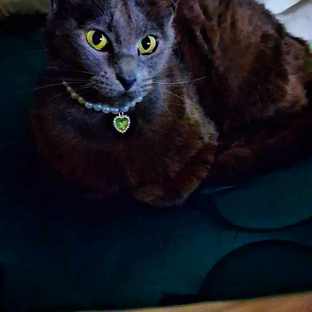 Gracie