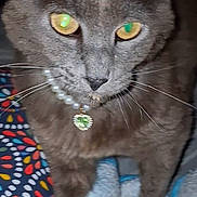 Gracie is registered to the contest to win money with this photo: animal, blanket, cat, close_up, curious, cute, domestic_cat, eyes, feline, fur, gray_cat, green_pendant, indoor, jewelry, necklace, patterned_fabric, pearl_necklace, pet, portrait, whiskers