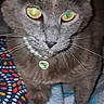 animal, blanket, cat, close_up, curious, cute, domestic_cat, eyes, feline, fur, gray_cat, green_pendant, indoor, jewelry, necklace, patterned_fabric, pearl_necklace, pet, portrait, whiskers