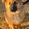 puppy, dog, german_shepherd, fluffy, fur, outdoor, grass, sunlight, pet, animal, brown, black, cute, young, canine, ears, face, legs, feet, summer