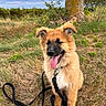 Loo a rejoint le concours — aidez-le/la à gagner de superbes lots ! dog, puppy, canine, fluffy, tan_fur, black_muzzle, tongue_out, sitting, outdoor, grass, field, nature, tree, countryside, leash, harness, collar, happy, portrait, blue_sky