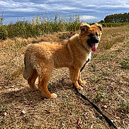 Loo a rejoint le concours — aidez-le/la à gagner de superbes lots ! dog, puppy, golden_fur, fluffy, outdoor, field, grass, dry_grass, nature, landscape, cloudy_sky, blue_sky, standing, tongue_out, black_nose, pointed_ears, leash, pet, animal, portrait