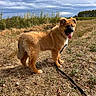 dog, puppy, golden_fur, fluffy, outdoor, field, grass, dry_grass, nature, landscape, cloudy_sky, blue_sky, standing, tongue_out, black_nose, pointed_ears, leash, pet, animal, portrait