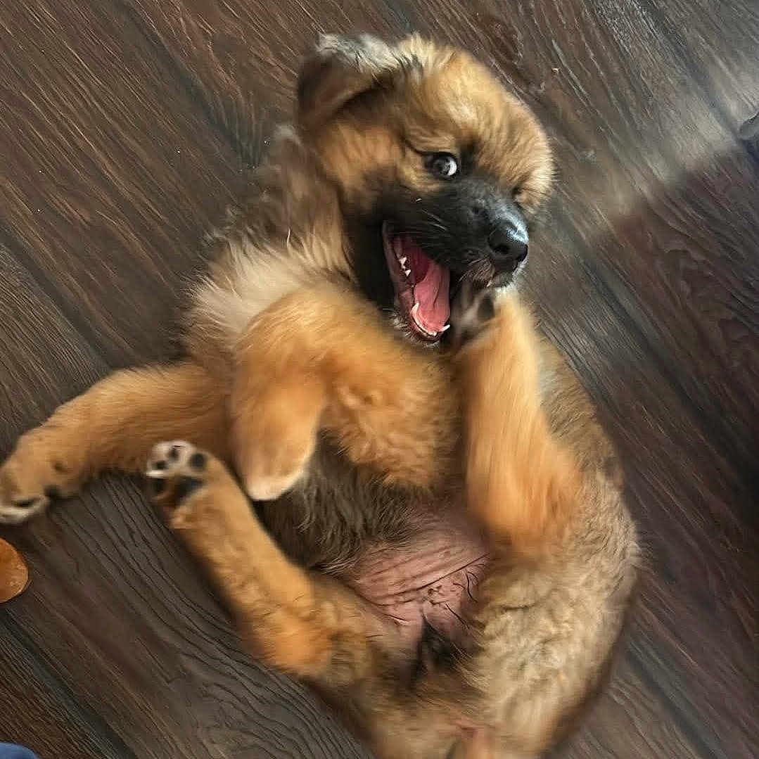 Loo a rejoint le concours — aidez-le/la à gagner de superbes lots ! puppy, dog, playful, mouth_open, fur, floor, wooden_floor, pet, young_animal, cute, paw, lying_down, happy, indoor, brown_fur, animal, canine, snout, tongue, toy