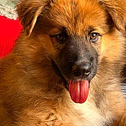 Loo participe au concours pour gagner de l'argent avec cette photo : puppy, dog, tongue_out, fluffy, brown_fur, cute, pet, animal, face, closeup, young_dog, adorable, domestic_animal, furry, canine, indoor, portrait, looking_at_camera, playful, friendly