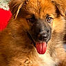 puppy, dog, tongue_out, fluffy, brown_fur, cute, pet, animal, face, closeup, young_dog, adorable, domestic_animal, furry, canine, indoor, portrait, looking_at_camera, playful, friendly