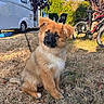 Loo participe au concours pour gagner de l'argent avec cette photo : puppy, dog, grass, tree, bicycle, camper_van, outdoor, sunlight, shadow, leafy_tree, curious, sitting, brown_fur, black_nose, nature, vehicle, recreation, summer, pet, animal