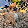 Loo participe au concours pour gagner de l'argent avec cette photo : puppy, dog, grass, outdoor, sunlight, bicycle, camper_van, tree, nature, pet, cute, tongue_out, fur, animal, summer, playful, leisure, canine, happy, park