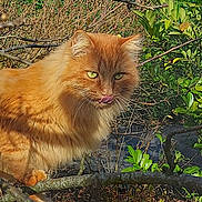 Titi participe au concours pour gagner de l'argent avec cette photo : cat, orange_cat, fluffy_cat, animal, pet, tree_branch, leaves, outdoor, nature, greenery, wildlife, tongue_out, fur, whiskers, daylight, closeup, mammal, eyes, cute, feline