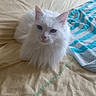 cat, white_cat, fluffy, blue_eyes, bed, bedspread, towel, striped_towel, indoor, pet, animal, resting, fur, cute, domestic_cat, mammal, whiskers, face, ears, relaxed