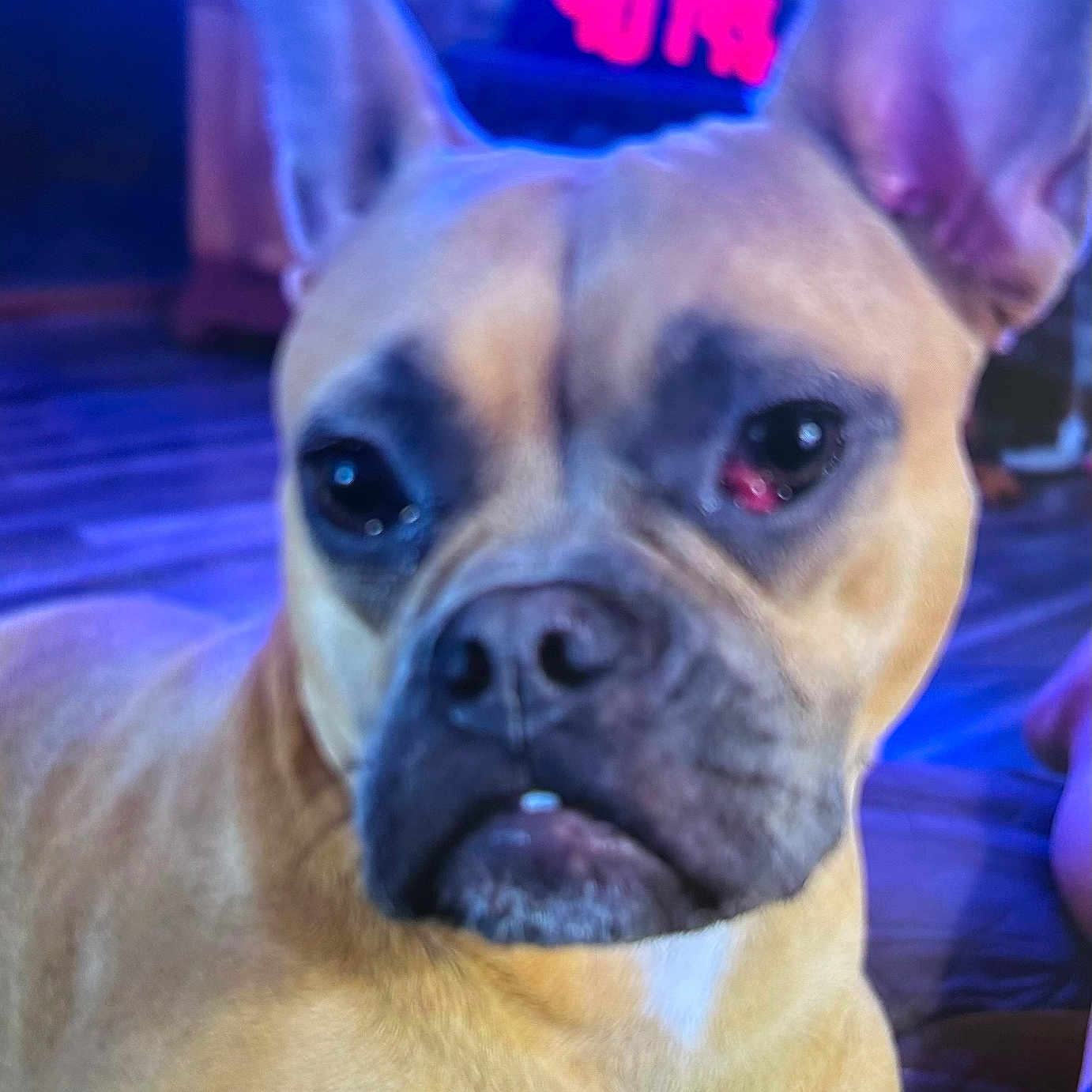 Sadie is registered to the contest to win money with this photo: animal, blurry, canine, close_up, digital_display, dog, domestic_animal, expression, face, floor, fur, indoor, large_ears, muzzle, pet, pink_light, portrait, red_spot, tan_dog, wooden_floor