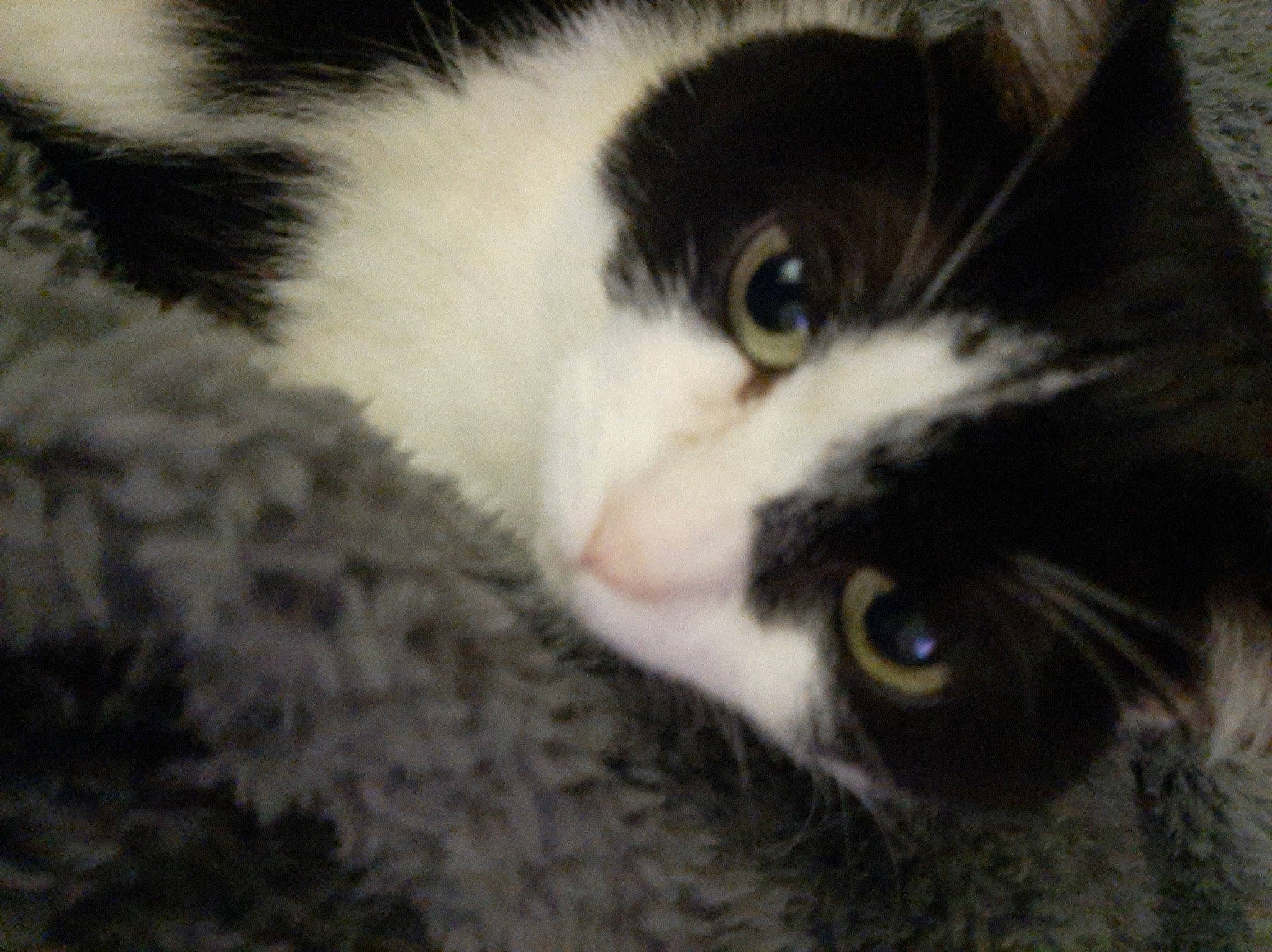 Fifille a rejoint le concours — aidez-le/la à gagner de superbes lots ! carnivore, cat, close_up, domestic_short_haired_cat, ear, felidae, fur, monochrome_photography, paw, small_to_medium_sized_cats, snout, tail, whiskers