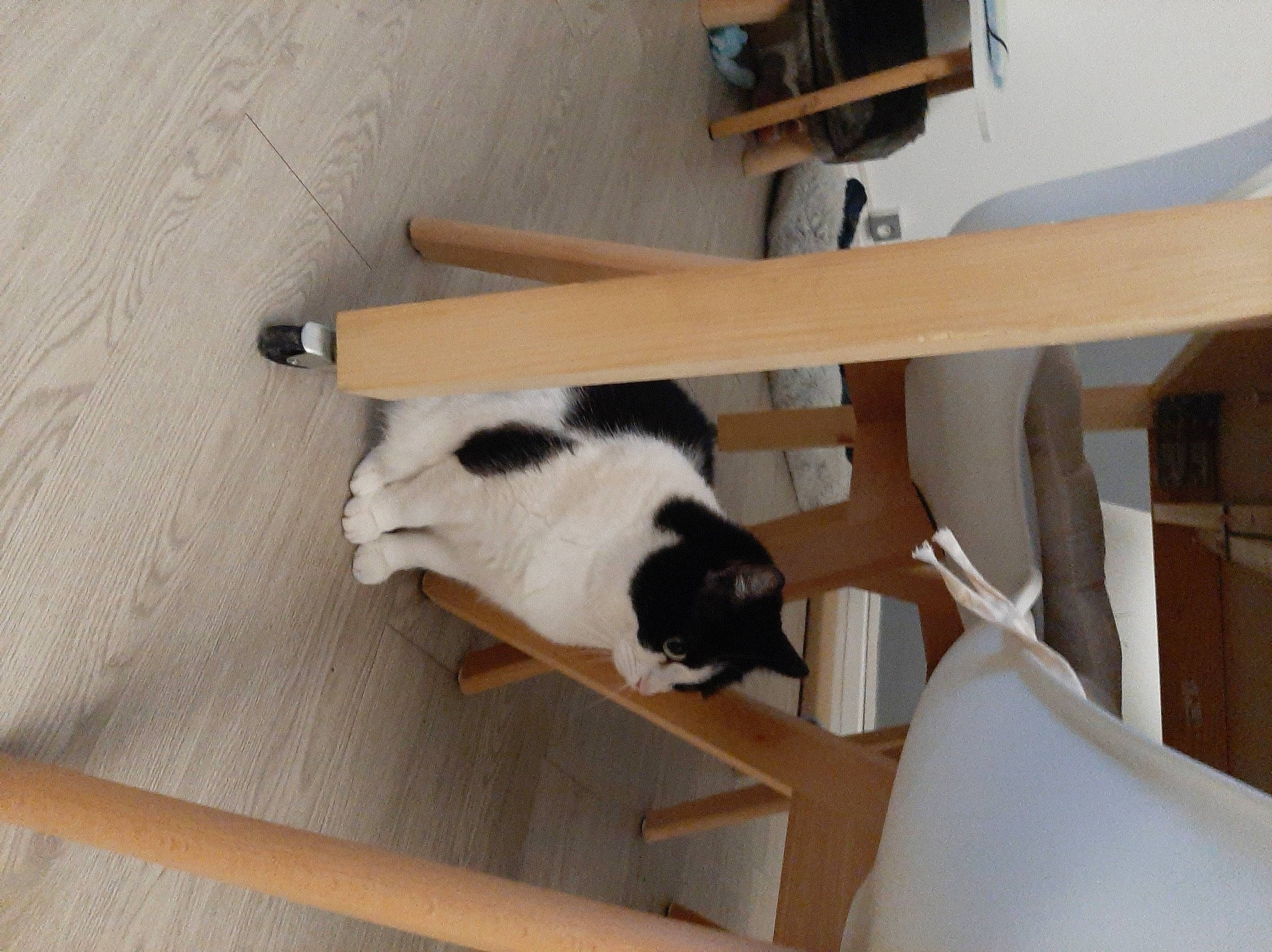 Fifille participe au concours pour gagner de l'argent avec cette photo : carnivore, cat, cat_supply, comfort, domestic_short_haired_cat, felidae, floor, flooring, fur, hardwood, pet_supply, plywood, room, small_to_medium_sized_cats, sporting_group, table, tail, whiskers, wood, wood_stain