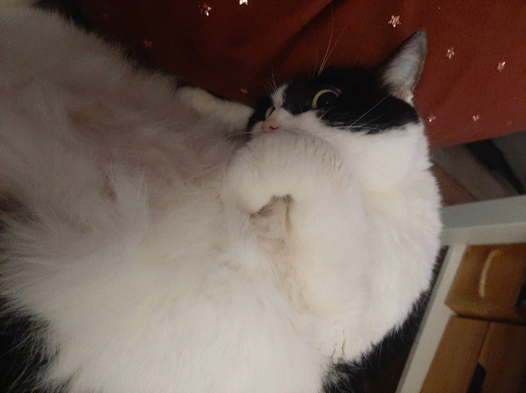 Fifille participe au concours pour gagner de l'argent avec cette photo : balinese, carnivore, cat, claw, domestic_short_haired_cat, felidae, fur, hardwood, paw, small_to_medium_sized_cats, snout, tail, whiskers, wood