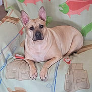 Mina joined the competition — help win amazing prizes! animal, blanket, canine, comfort, companion, cozy, cute, dog, ears, fish_pattern, fur, indoors, lying_down, paws, pet, portrait, relaxed, resting, snout, tan_dog
