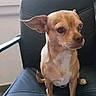 dog, small_dog, tan_dog, office_chair, leather_chair, indoor, window, curtain, pet, animal, sitting, ears, face, looking_away, furniture, home, cute, companion, alert, domestic