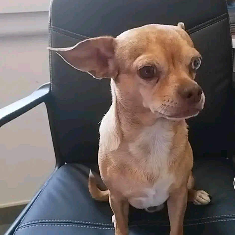 Prince
