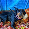 Willow is registered to the contest to win money with this photo: animal, autumn, bat_wings, blue_background, colorful, costume, decor, dog, fall_leaves, festive, halloween, holiday, indoor, laying_down, orange_pumpkin, pet, portrait, pumpkin, rottweiler, white_pumpkin