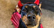 Willow joined the competition — help win amazing prizes! animal, black_and_tan, canine, carpet, costume, couch, cute, devil_horns, dog, ears, fur, head, indoors, looking_up, mischievous, nose, pet, playful, portrait, red_wings