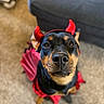animal, black_and_tan, canine, carpet, costume, couch, cute, devil_horns, dog, ears, fur, head, indoors, looking_up, mischievous, nose, pet, playful, portrait, red_wings