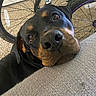 Willow is registered to the contest to win money with this photo: animal, bicycle_wheel, black_fur, brown_markings, carpet, close_up, companion, couch, dog, domestic, eyes, fabric, face, household, indoor, nose, pet, resting, rottweiler, wheel_spokes