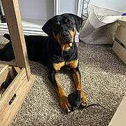 Willow is registered to the contest to win money with this photo: animal, basket, black_and_tan, canine, carpet, companion, dog, domestic, floor, furniture, household, indoor, looking, mammal, paw, pet, playful, resting, rottweiler, toy