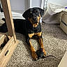animal, basket, black_and_tan, canine, carpet, companion, dog, domestic, floor, furniture, household, indoor, looking, mammal, paw, pet, playful, resting, rottweiler, toy