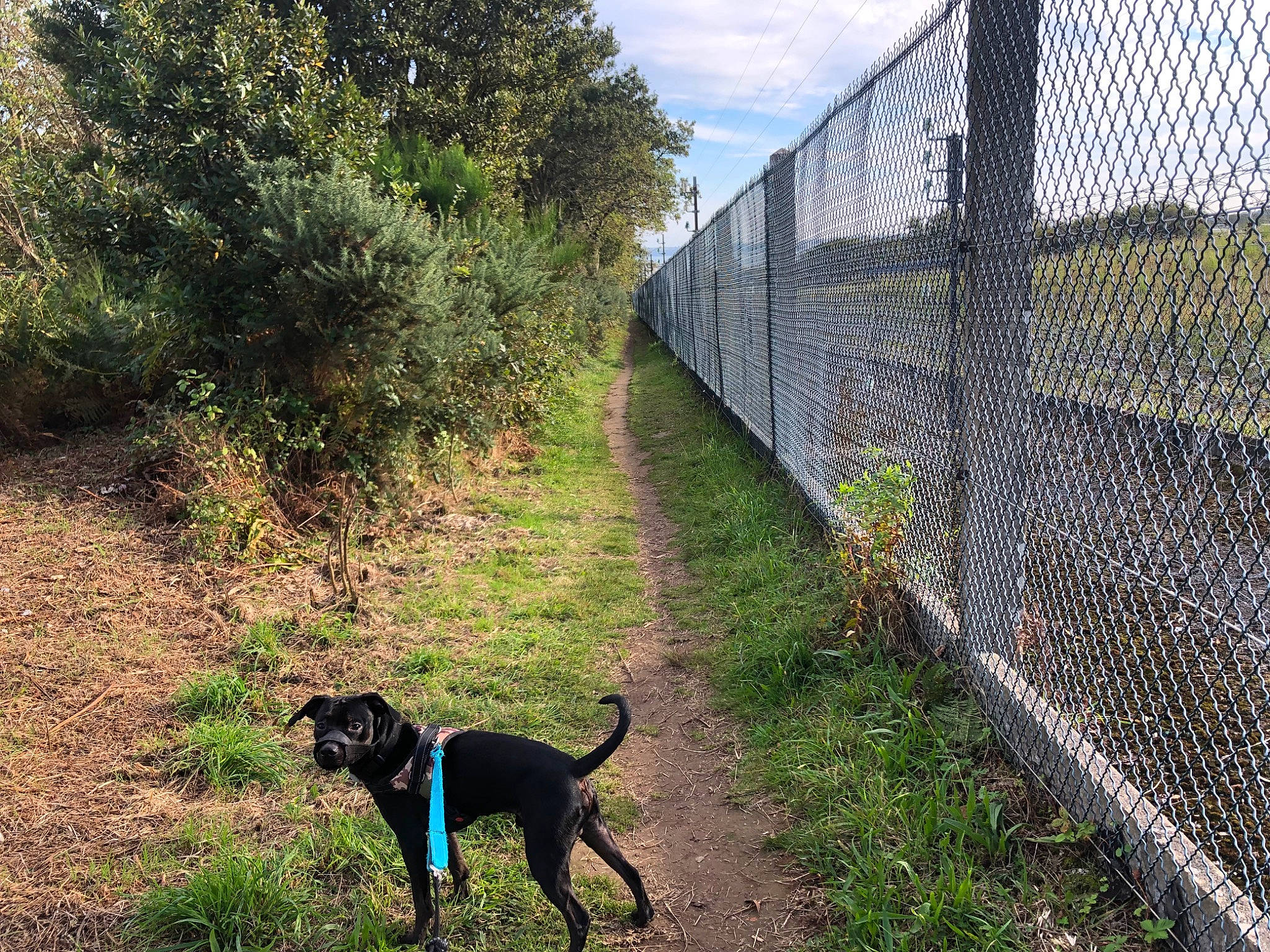 Brook a rejoint le concours — aidez-le/la à gagner de superbes lots ! carnivore, chain_link_fencing, cloud, collar, dog, dog_breed, dog_collar, fence, grass, home_fencing, landscape, mesh, plant, shrub, sky, slope, tail, tree, wire_fencing, working_animal