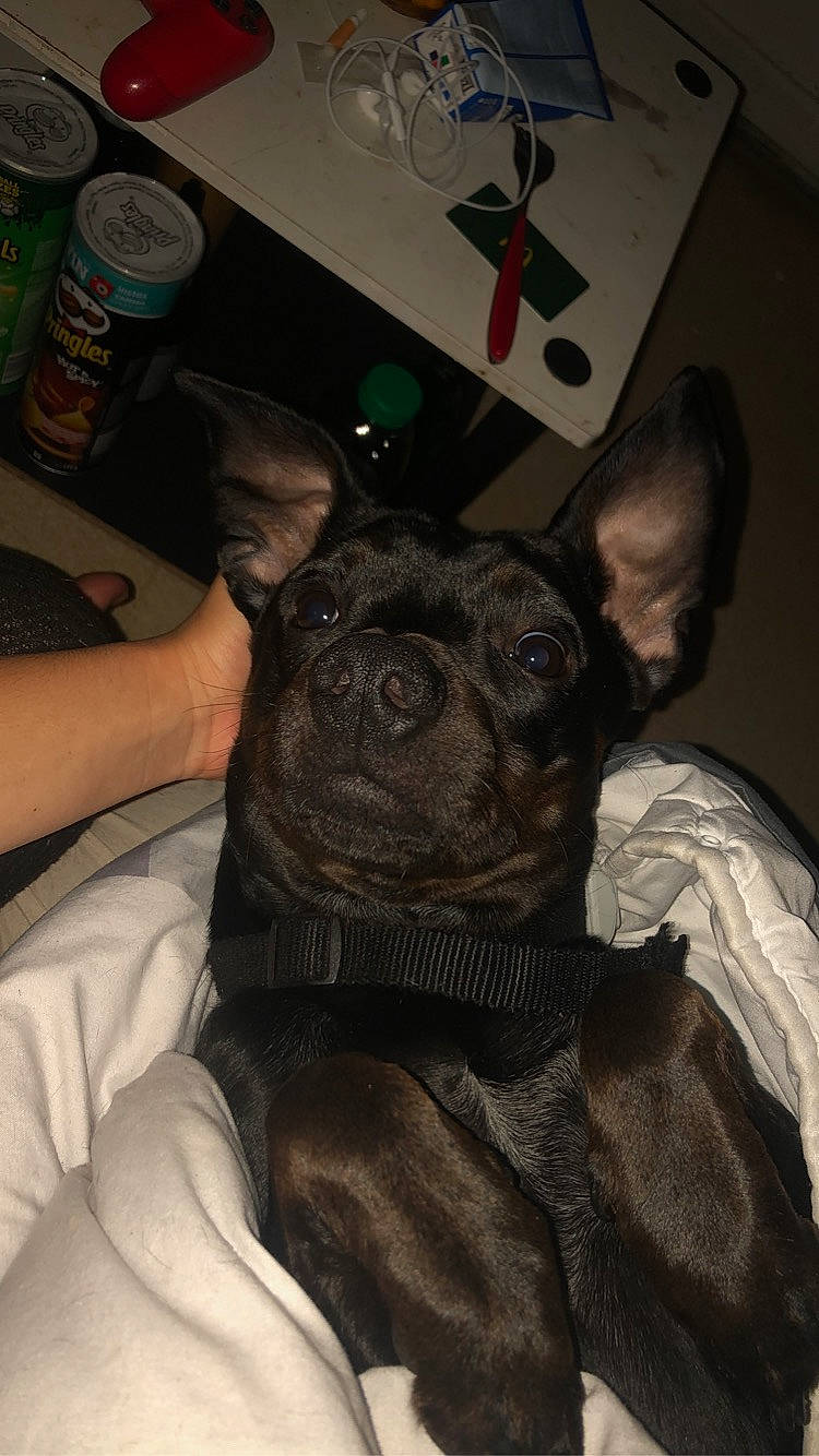 Brook a rejoint le concours — aidez-le/la à gagner de superbes lots ! canidae, carnivore, comfort, companion_dog, couch, dog, dog_breed, ear, fawn, fur, jaw, linens, snout, sporting_group, terrestrial_animal, tin_can, toy_dog, whiskers, working_animal, wrinkle