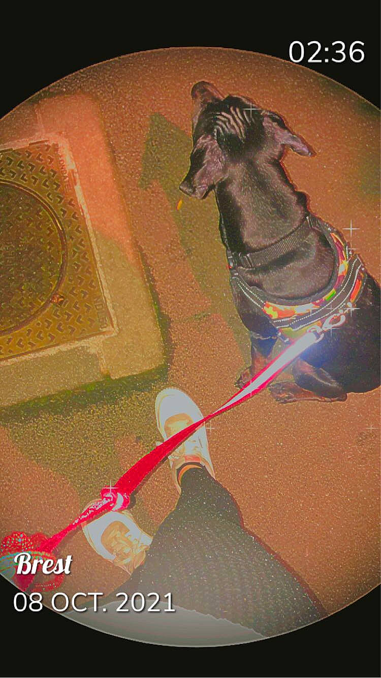 Brook participe au concours pour gagner de l'argent avec cette photo : animation, art, audio_equipment, carnivore, dog, dog_breed, entertainment, fashion_accessory, fawn, fictional_character, font, graphic_design, graphics, illustration, leash, magenta, painting, poster, tail, visual_arts