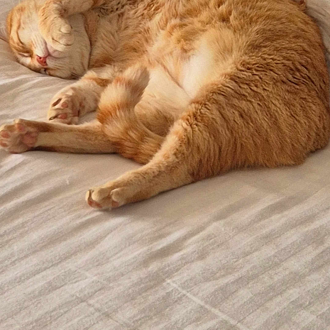 Jc Jean Claude a rejoint le concours — aidez-le/la à gagner de superbes lots ! abyssinian, animal, bed, bedroom, blanket, cat, couch, cushion, furniture, hardwood, homedecor, indoors, interiordesign, kitten, manx, person, pet, room, sleeping, wood