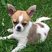 Chipie participe au concours pour gagner de l'argent avec cette photo : ancient_dog_breeds, canidae, carnivore, chihuahua, companion_dog, corgi_chihuahua, dog, dog_breed, fawn, grass, mammal, miniature_fox_terrier, puppy, rare_breed_dog, snout, sporting_group, toy_dog, vertebrate, whiskers