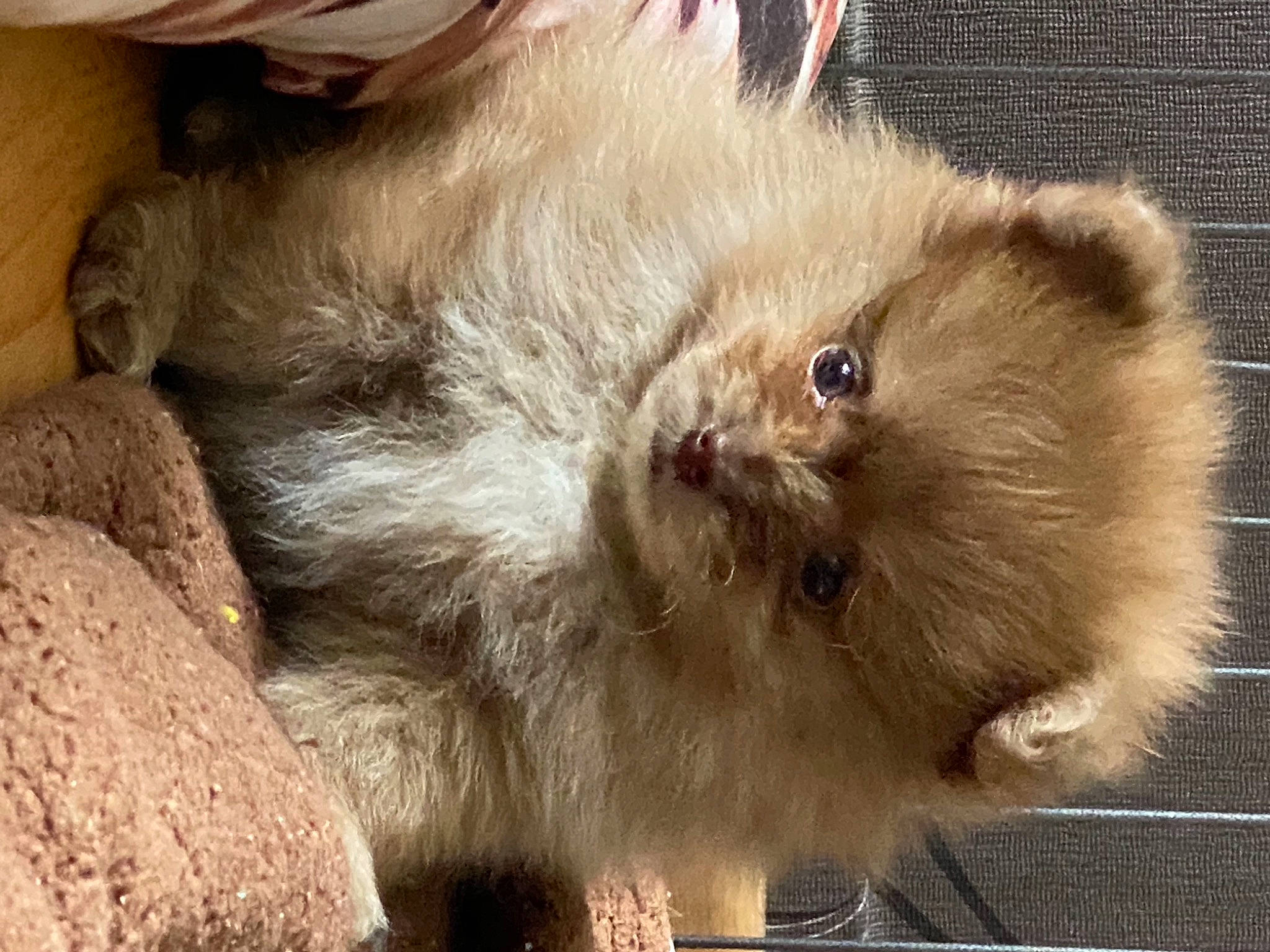 Sidney a rejoint le concours — aidez-le/la à gagner de superbes lots ! british_longhair, canidae, carnivore, cat, claw, companion_dog, dog_breed, fawn, felidae, fur, liver, natural_material, paw, small_to_medium_sized_cats, snout, sporting_group, tail, terrestrial_animal, whiskers, working_animal