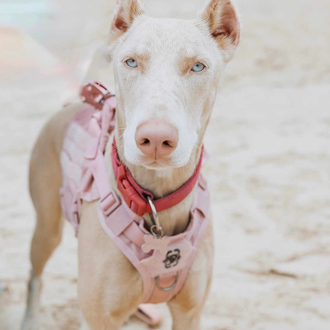 Valka a rejoint le concours — aidez-le/la à gagner de superbes lots ! alert, animal, beach, blue_eyes, canine, closeup, collar, cute, dog, ears, fur, nature, outdoor, pet, pink_harness, portrait, sand, standing, summer, watchful
