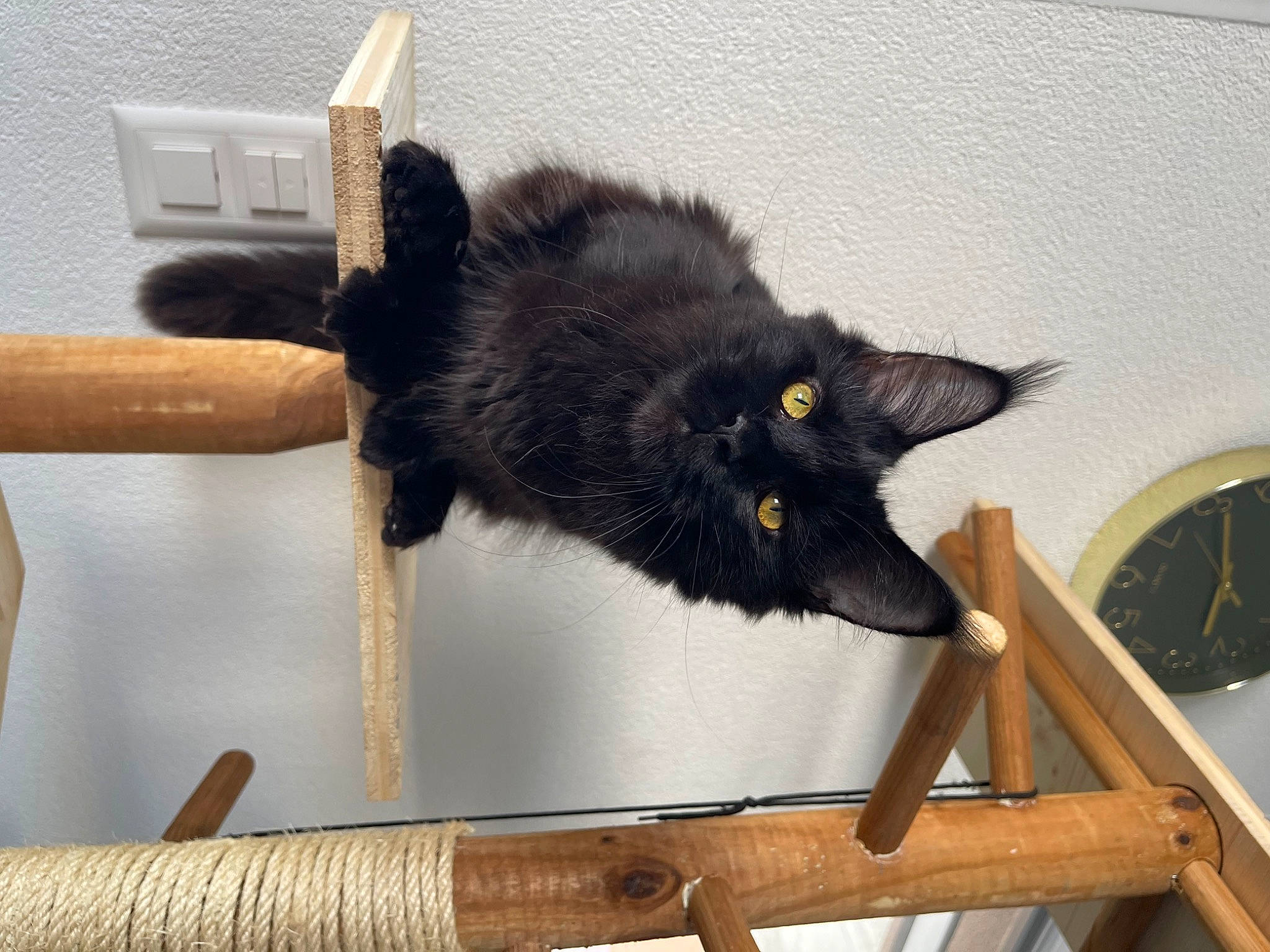 Kaline participe au concours pour gagner de l'argent avec cette photo : black_cat, bombay, carnivore, cat, chair, claw, computer_keyboard, domestic_short_haired_cat, felidae, fur, hardwood, peripheral, plant, room, small_to_medium_sized_cats, table, tail, whiskers, window, wood