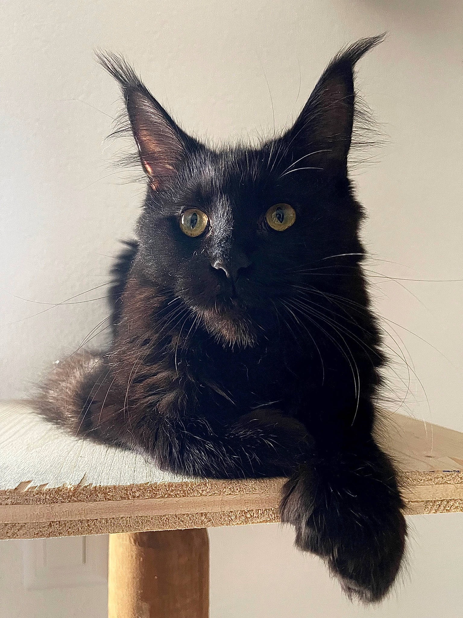 Kaline a rejoint le concours — aidez-le/la à gagner de superbes lots ! art, black_cat, bombay, box, carnivore, cat, claw, domestic_short_haired_cat, felidae, fur, grey, paw, rectangle, small_to_medium_sized_cats, snout, table, tail, terrestrial_animal, whiskers, window