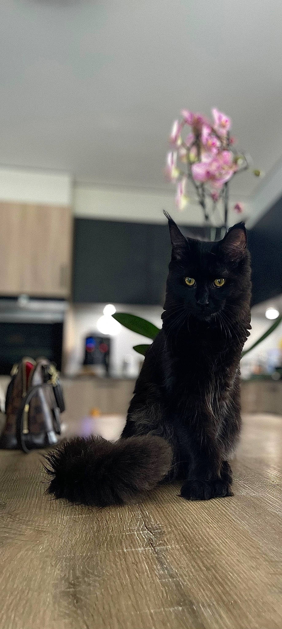 Kaline a rejoint le concours — aidez-le/la à gagner de superbes lots ! black_cat, blossom, carnivore, cat, claw, domestic_short_haired_cat, felidae, flooring, fur, grey, monochrome_photography, petal, plant, sitting, small_to_medium_sized_cats, snout, tail, terrestrial_animal, twig, whiskers