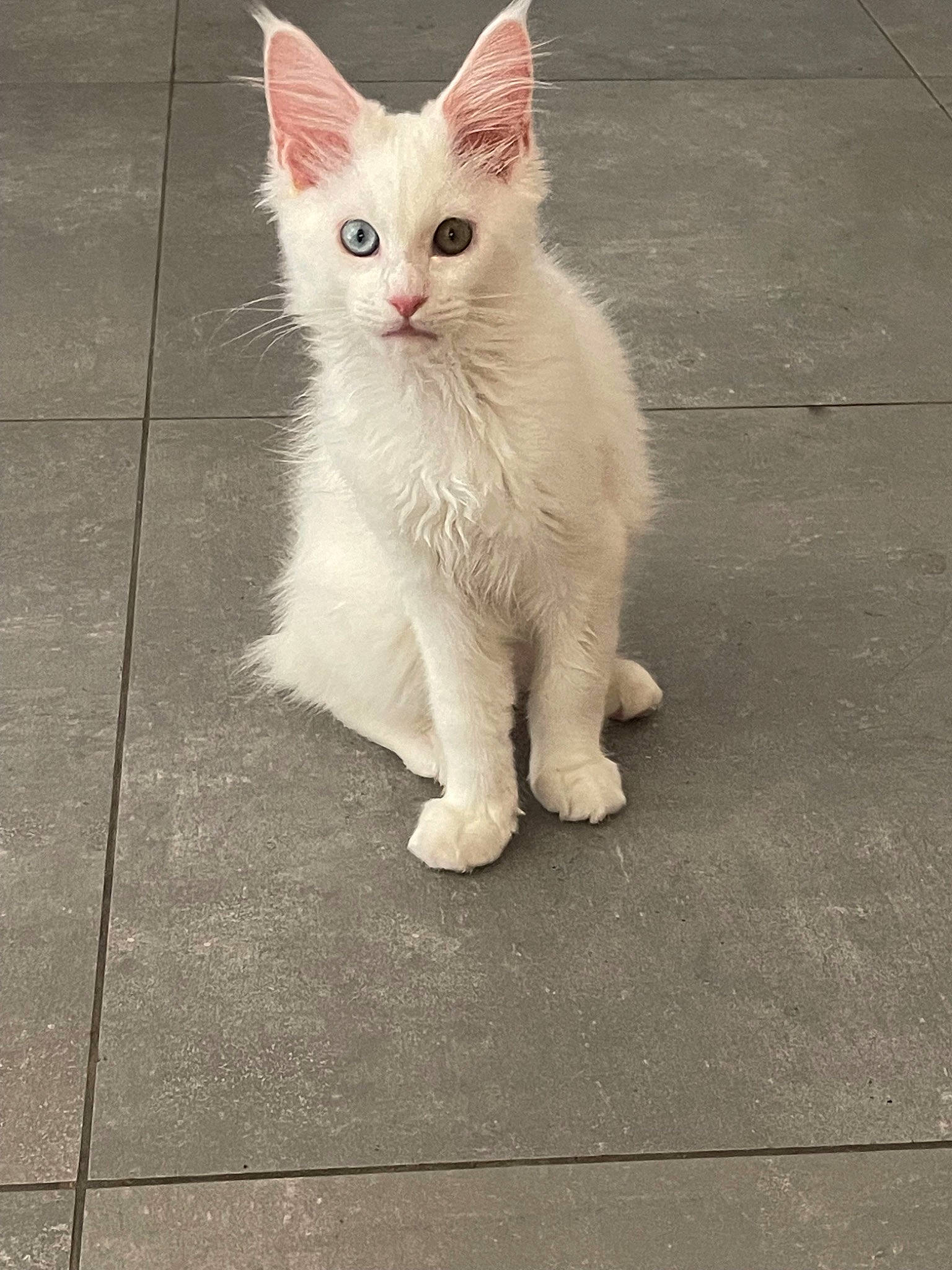 Envera a rejoint le concours — aidez-le/la à gagner de superbes lots ! carnivore, cat, claw, domestic_short_haired_cat, felidae, flooring, fur, paw, road_surface, sitting, small_to_medium_sized_cats, snout, tail, terrestrial_animal, whiskers