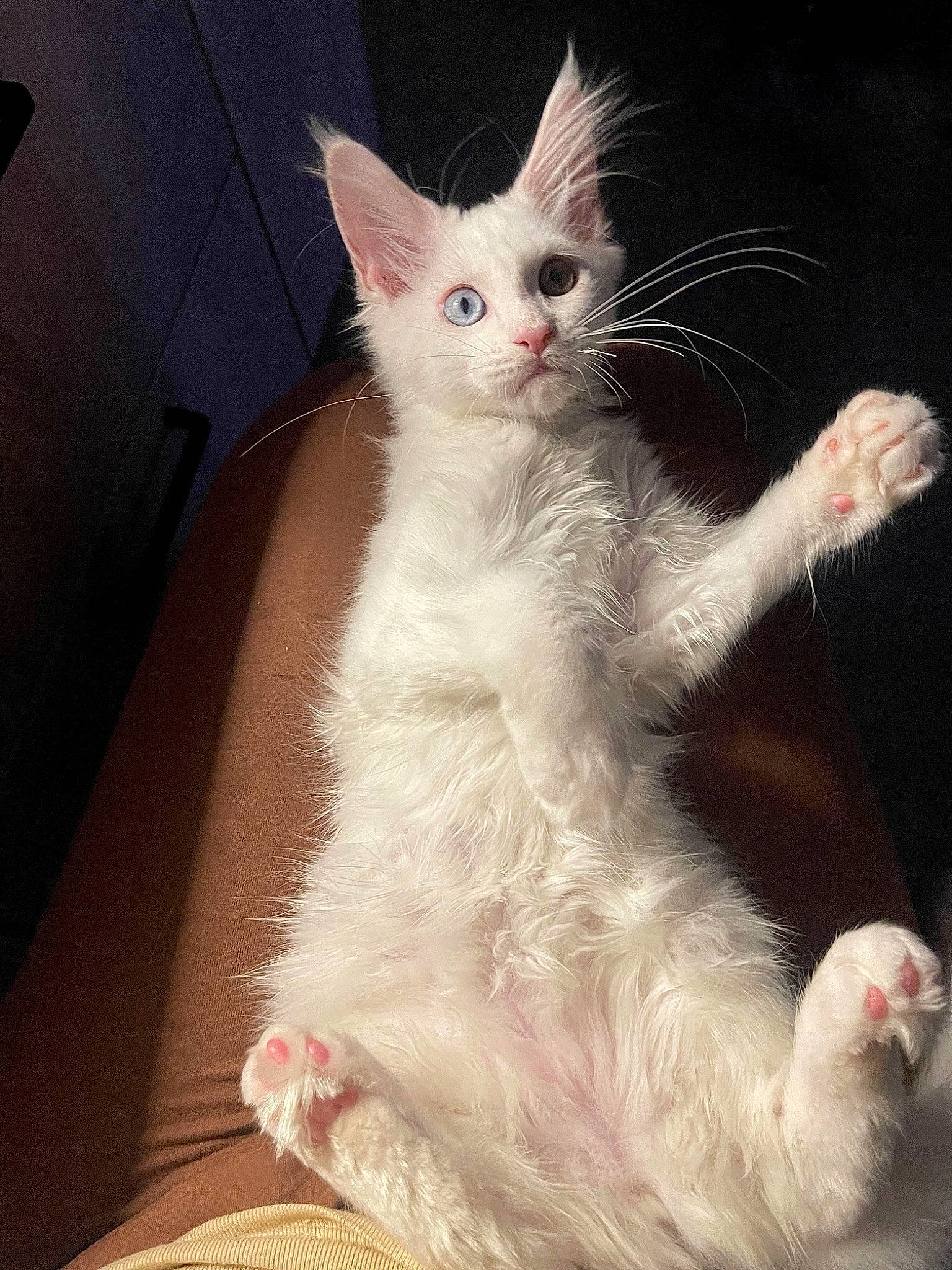 Envera participe au concours pour gagner de l'argent avec cette photo : carnivore, cat, cat_toy, claw, domestic_short_haired_cat, ear, fawn, felidae, foot, fur, paw, small_to_medium_sized_cats, snout, tail, whiskers, white