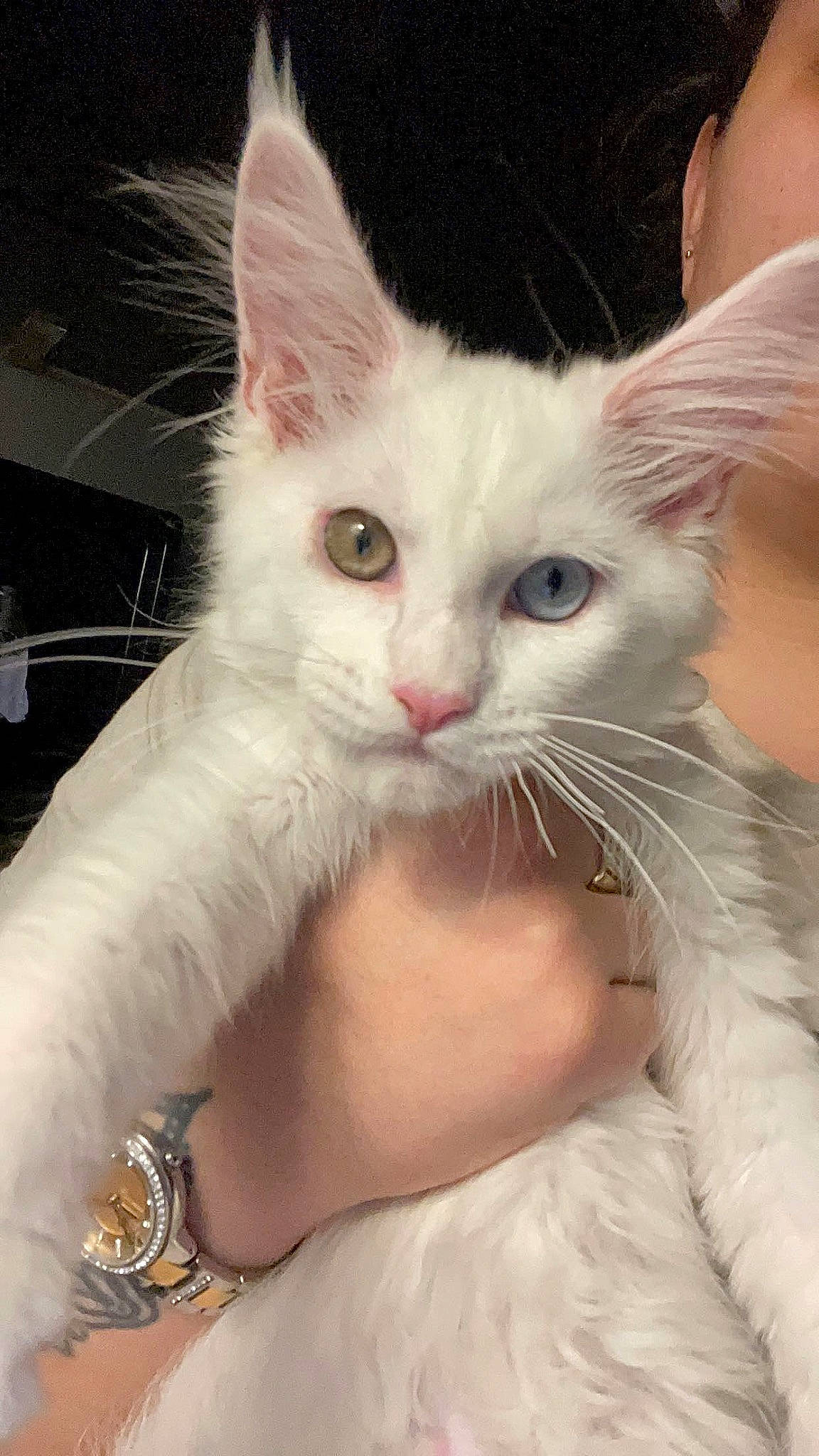 Envera participe au concours pour gagner de l'argent avec cette photo : carnivore, cat, claw, comfort, domestic_short_haired_cat, ear, felidae, foot, fur, gesture, happy, hug, jaw, nail, paw, sitting, small_to_medium_sized_cats, snout, tail, whiskers