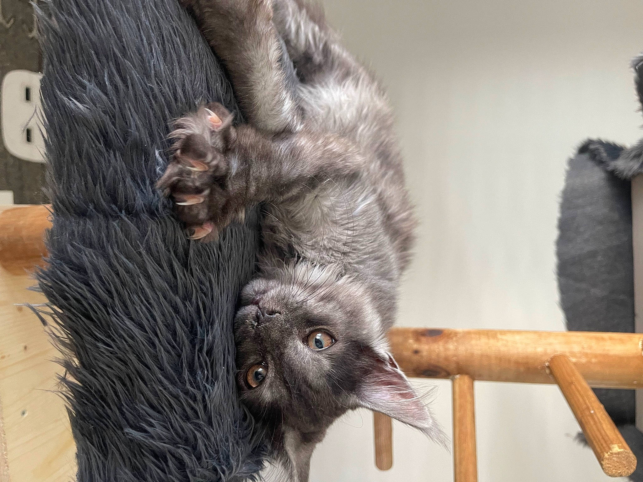 Dior a rejoint le concours — aidez-le/la à gagner de superbes lots ! carnivore, claw, foot, fur, natural_material, organism, paw, primate, small_to_medium_sized_cats, snout, tail, terrestrial_animal, whiskers, wildlife, wood, zoo