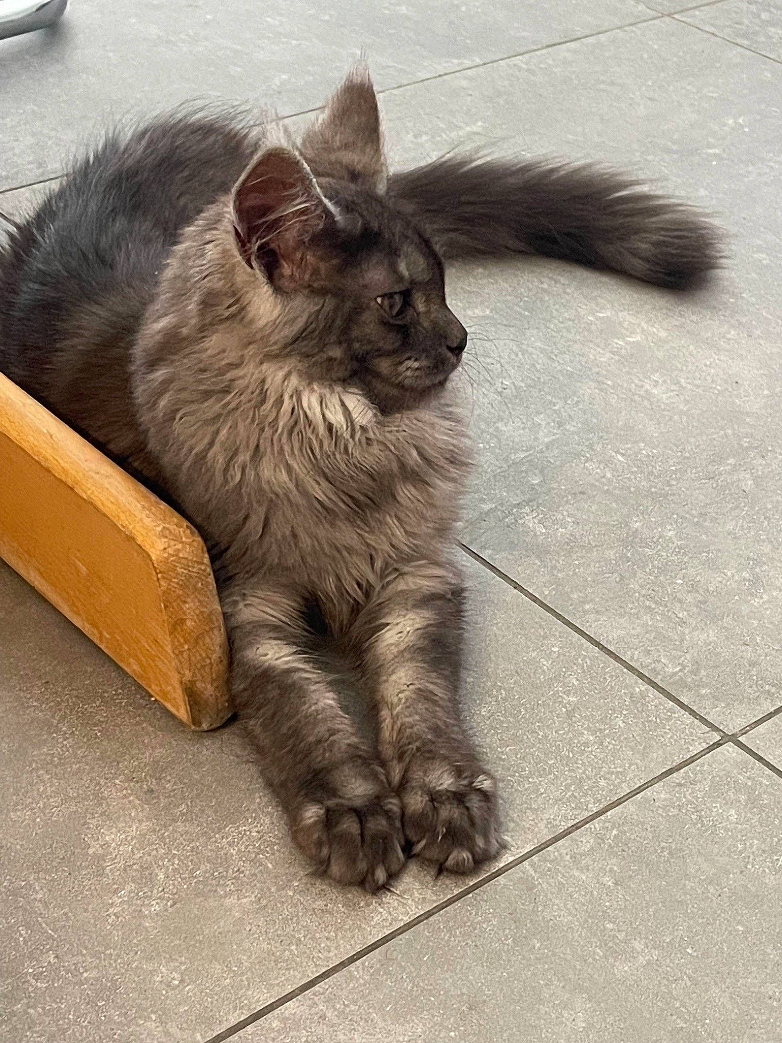 Dior participe au concours pour gagner de l'argent avec cette photo : asphalt, black_cat, box, carnivore, cat, domestic_short_haired_cat, fawn, felidae, floor, flooring, fur, grey, human_leg, metal, paw, road_surface, shipping_box, small_to_medium_sized_cats, tail, whiskers