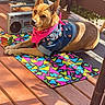 accessories, canine, casual, colorful_mat, daytime, denim_jacket, dog, fashion, leisure, outdoor, pet, pink_bandana, pins, portrait, relaxing, retro_boombox, rubiks_cube, summer, sunlight, wooden_deck