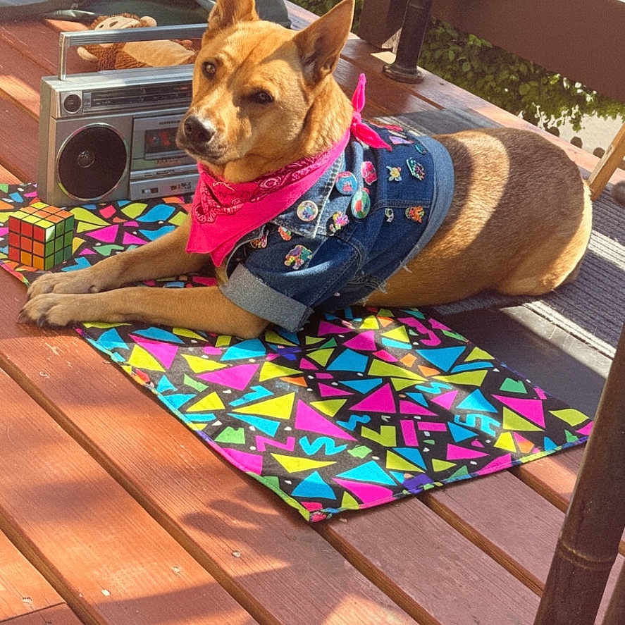 Nala joined the competition — help win amazing prizes! accessories, canine, casual, colorful_mat, daytime, denim_jacket, dog, fashion, leisure, outdoor, pet, pink_bandana, pins, portrait, relaxing, retro_boombox, rubiks_cube, summer, sunlight, wooden_deck