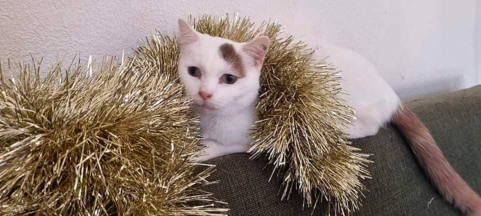 Bébé a rejoint le concours — aidez-le/la à gagner de superbes lots ! carnivore, cat, claw, domestic_short_haired_cat, fawn, felidae, fur, grass, paw, plant, small_to_medium_sized_cats, snout, tail, tree, twig, whiskers, window