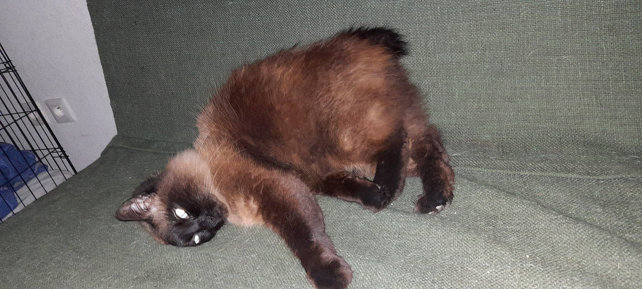 Piper participe au concours pour gagner de l'argent avec cette photo : bombay, brown, carnivore, cat, claw, dog_breed, domestic_short_haired_cat, fawn, felidae, foot, fur, liver, paw, small_to_medium_sized_cats, snout, tail, terrestrial_animal, toe, whiskers, wildlife