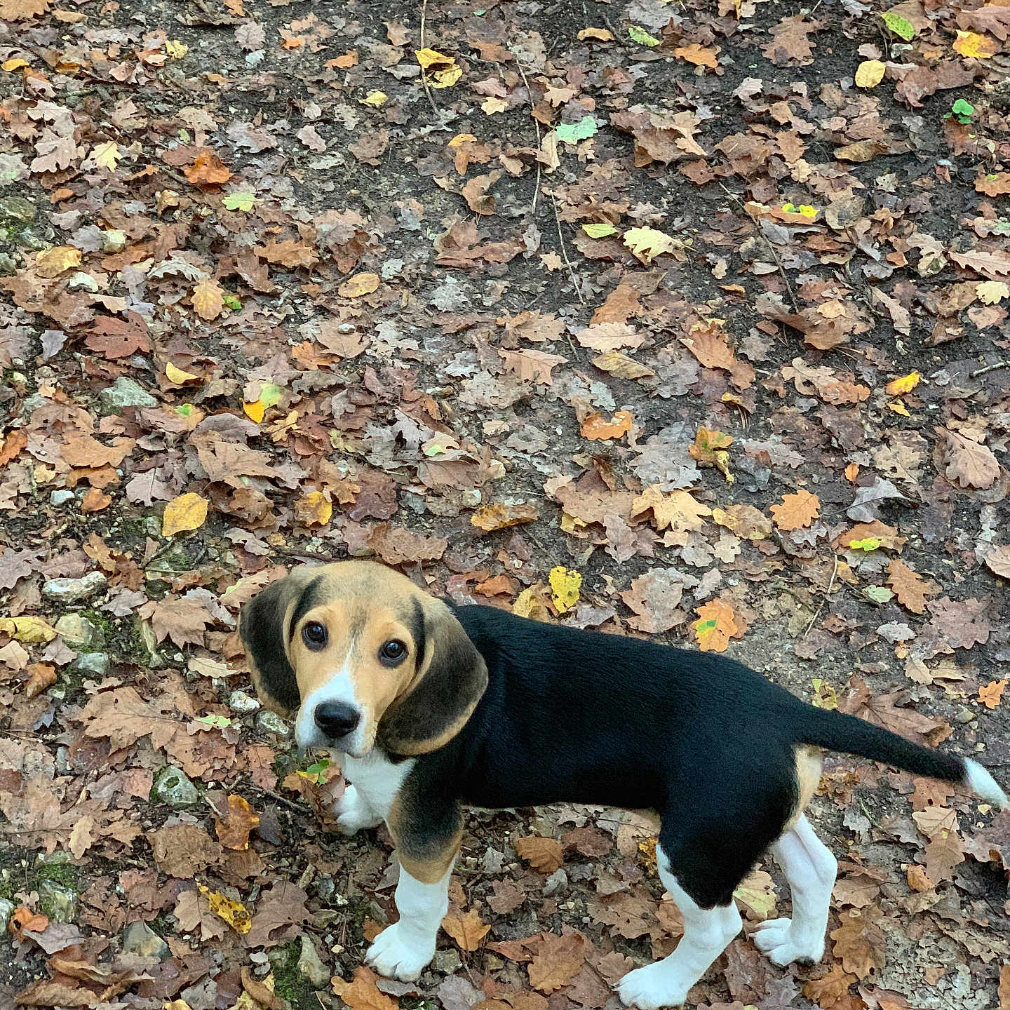 Nao participe au concours pour gagner de l'argent avec cette photo : animal, autumn, beagle, brown, canine, curious, dog, ears, forest_floor, ground, leaves, looking_up, nature, outdoor, pet, puppy, tail, white_paws, yellow, young_dog