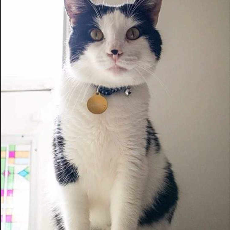 Astro a rejoint le concours — aidez-le/la à gagner de superbes lots ! abyssinian, accessories, angora, animal, cat, citrusfruit, collar, egyptiancat, food, formalwear, fruit, jewelry, kitten, manx, necklace, pendant, pet, plant, siamese, tie