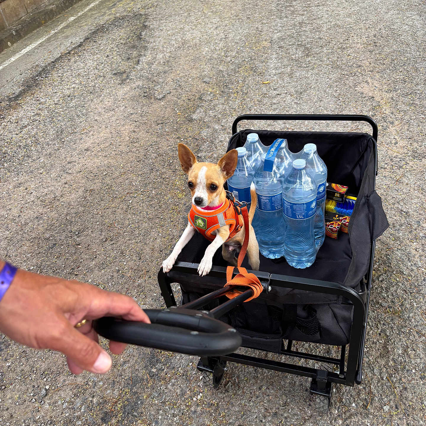 Zebulon participe au concours pour gagner de l'argent avec cette photo : animal, black_cart, cute, daylight, dog, gravel_path, hand, leash, leisure, orange_harness, outdoor, person_hand, pet, small_dog, snacks, summer, transport, travel, walking, water_bottles