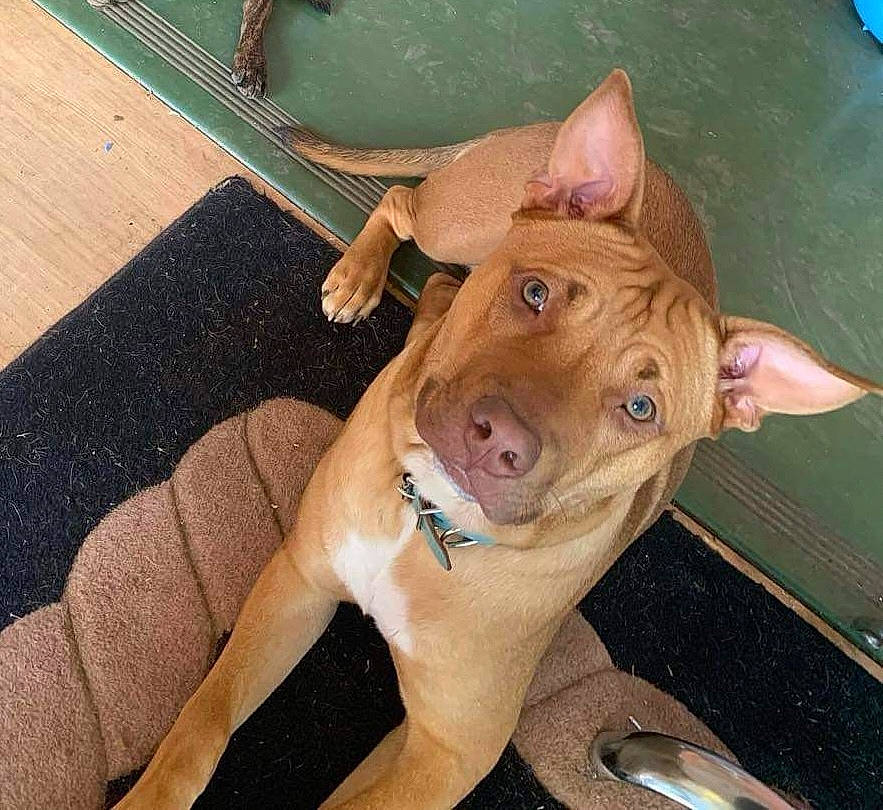 Major is registered to the contest to win money with this photo: canidae, carnivore, companion_dog, dog, dog_breed, ear, eye, fawn, foot, head, human_leg, jaw, liver, snout, sporting_group, terrestrial_animal, whiskers, wood, working_animal, wrinkle